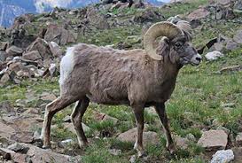 Mexico Hunting Trips Bookyourhunt Com