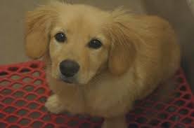 Save 30% when you buy a puppy online today. Golden Retriever Corgi Mix 26982 Is A Corgi Golden Retriever Mix Puppy Who Wil Golden Retriever Corgi Mix Golden Retriever Mix Puppies Corgi Golden Retriever