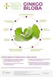 What Is Ginkgo Biloba Ginkgo Ginkgo Biloba Herbs For Health