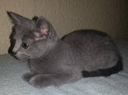 While they are openly affectionate with their beloved owners, they can be reserved around strangers. Russian Blue Kittens For Sale Kittens Russian Blue Russian Blue Kitten Kitten For Sale