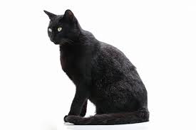 ペットショップ 犬の家&猫の里