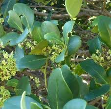 Image result for Pterocelastrus