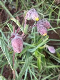 Image result for Hermannia grandistipula