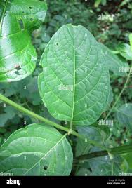 Image result for Psydrax subcordata