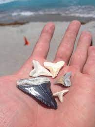 Pin By Michelle Dahlman On Dinner Settings Shark Teeth Shark Teeth Crafts Shark Tooth Fossil