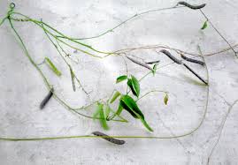 Image result for Teramnus uncinatus