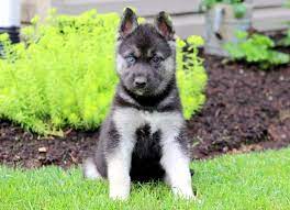 Archie Gerberian Shepsky Puppy For Sale Keystone Puppies Shepsky Puppy Gerberian Shepsky Puppy Puppies For Sale