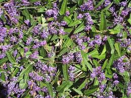 Image result for Hardenbergia