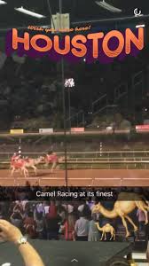 7of102camels get fed carrots at the camel ride in the junction area at the houston livestock show 49of102barrel racer kelly bruner races back to the chutes during round 2 of super series i at the houston livestock 28, 2018 in houston. How To Horse Race In 10 Steps It S Not Hou It S Me