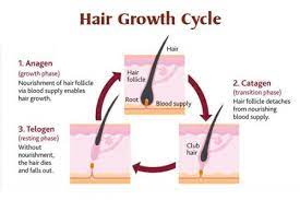 These stages of hair growth have been studied in great depth to. Hair Growth Cycle Beauty