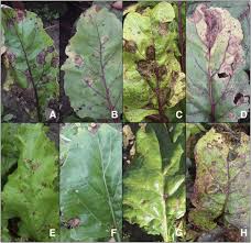 Check spelling or type a new query. Phoma Leaf Spot Susceptibility And Horticultural Characteristics Of Table Beet Cultivars In New York Plant Health Progress