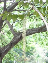 Image result for Polyscias kivuensis