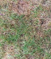 Tall fescue grass is more susceptible to brown patch during the hot, humid summer months. Brown Grass In Summer Is It Dead Hillside Lawn Care