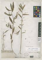 Image result for Caperonia serrata