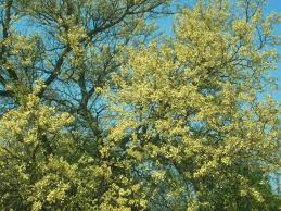 Image result for Acacia nigrescens