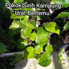 25 lembar daun sirih segar daun herbal daun sirih kaya manfa at shopee indonesia. Anak Pokok Sirih Kampung Super Rare Shopee Malaysia