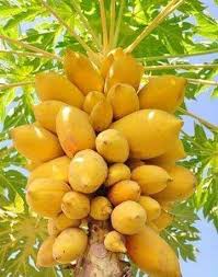 Pin By Ellie On Fruits And Vegetables Papaya Tree Fruit Fruit And Veg