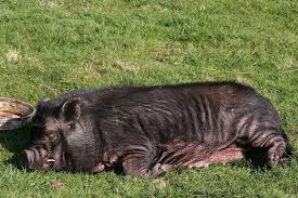 Drunken Pig Picks A Fight With A Cow Pig Animals Animal Lover