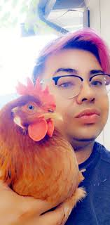What is the breed of this unsexed chicken?