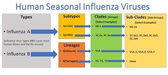 Types Of Influenza Viruses Cdc