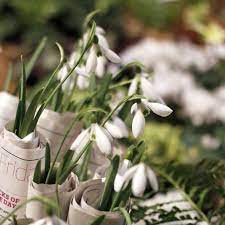 Pin By Hannie Hendriksen On Snowdrops Bulbous Plants Spring Plants First Flowers Of Spring