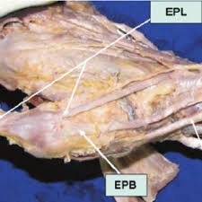 Medical definition of extensor pollicis brevis: Dorsolateral Aspect Of The Wrist And Hand Region Apl Indicates Download Scientific Diagram