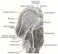 It is the major joint connecting the upper limb to the trunk. Shoulder