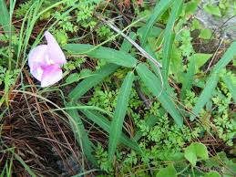 Image result for Dolichos angustifolius