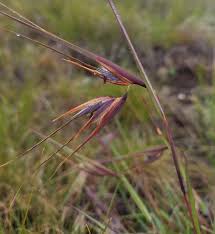 Image result for Digitaria monodactyla