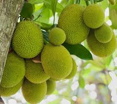 Maybe you would like to learn more about one of these? Jackfruit Farming Information Guide Agri Farming