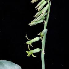 Image result for Dipcadi platyphyllum