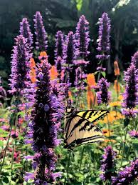 Image result for Asterochaete angustissima