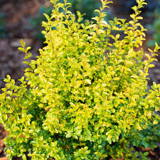 Image result for Ligustrum