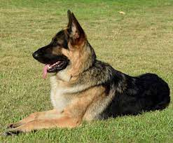 Order today with free shipping. German Shepherd Dog Dogster