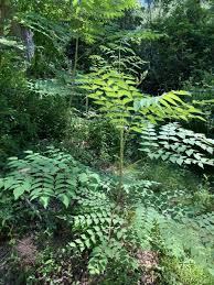 Image result for Tectaria angelicifolia