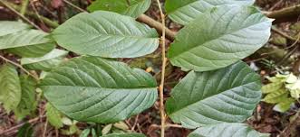 Image result for Bridelia micrantha