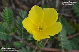 Image result for Cissus faucicola