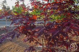 We did not find results for: Emperor 1 Japanese Maple Tree Garden Gate Nursery