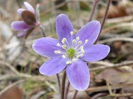 March 15, 2009 steelbound 1 comment. Five Early Spring Flowers Your Great Outdoors