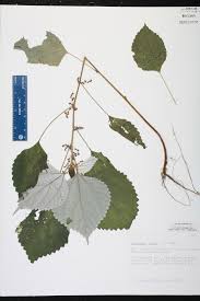 Image result for Boehmeria nivea