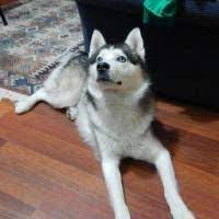 ucretsiz kopek sahiplenme ilanlari kopek husky kedi