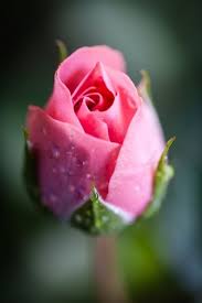 Maybe you would like to learn more about one of these? Pin By Nancy Mcmenemy On Macro Photography Rose Buds Beautiful Roses Flowers