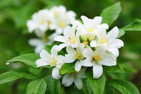 Ultimate Guide To Jasmine Flower Meaning And Uses Petal Republic