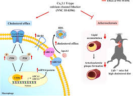 Image result for Calcium Channel Blocker