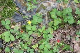 Two to five yellow flowers form a cluster that develops where leaf stalks and stem meet (leaf axil). Indian Mock Strawberry Mizzou Weedid