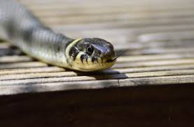 If you have a granular product, scatter it evenly over the target area with a hand spreader, or by shaking the granules out of the bottle. Home Remedies That Can Help You To Get Rid Of Snakes Cobras Org