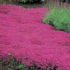 Thymus Coccineus Ground Cover Plants Red Creeping Thyme Planting Flowers