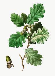European Oak Branch Transparent Png Free Image By Rawpixel Com Oak Leaf Tattoos Botanical Artwork Leaf Illustration