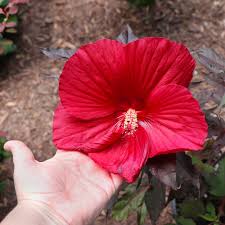 Image result for Hibiscus meyeri