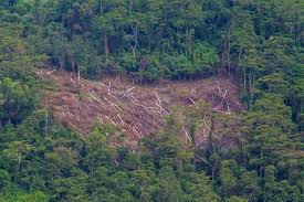 Kawasan bandar merupakan penyumbang utama pembebasan karbon dioksida yang menjadi punca utama pencemaran udara. Tiga Cara Politikus Menjarah Hutan Indonesia Kebijakan Pro Investasi Korupsi Dan Praktik Klientelisme
